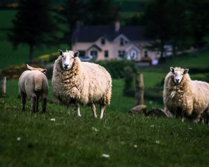 wool large sizes